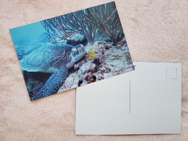 ウミガメの写真